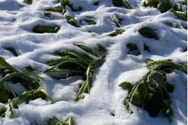 【雪下野沢菜】雪下になって旨みアップ！発祥の地域産、5kg