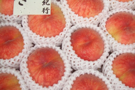 たまき桃　7月中下旬発送の早生品種　家庭専用・訳あり　2.8キロ前後　13から14個入り