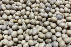 長沼町5年産。自然栽培大豆ユキホマレB品１５キロ