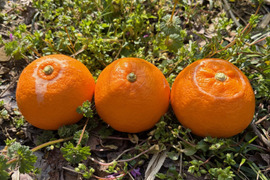 完熟★せとか（露地もの）家庭用5kg