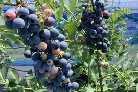 美味しい摘みたてブルーベリー！（主に中粒）【埼玉県産】※生食用でも、加工用でもご利用いただけます。※発送直前に収穫します。