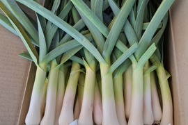 今が旬❣　売り尽くしセール訳あり葉ニンニク800ｇ「レシピ付き」