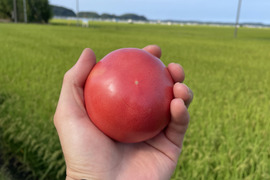 〜訳あり品 ♪〜 朝採れ！大玉トマト  4.0kg以上【千葉県旭市産】