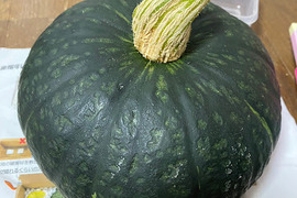 新！栗カボチャ！ほくほくで甘いブラックのジョー（2〜3玉）