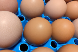 純国産鶏あずさの平飼い卵20個