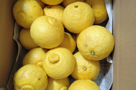 広島県産　はるか　4.5kg(箱込み)