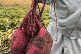 【ほくほく・ねっとり食べ比べ】4種5kg（安納芋、紅はるか、シルクスイート、紫芋）