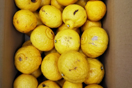 春の味　はるか　加工用　箱込み8キロ