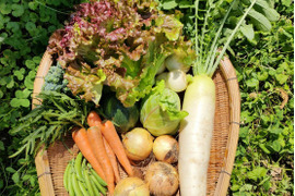 旬の野菜セット9〜10品目