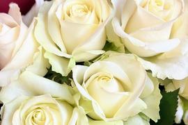 【母の日ギフト】【ホワイト15本】4/29〜5/10お届け【メッセージカード付き】