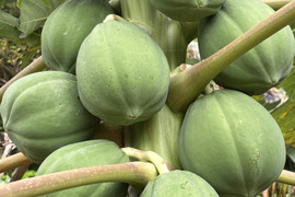 【期間限定】酵素たっぷりヘルシー　青パパイヤ1.5kg (2~3個)