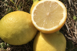 訳あり◆農薬不使用◆広島のレモン　1.2kg