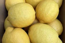 【国産レモン】イエローサブマリン〜♪ 4月収穫　越冬樹上完熟　神奈川県産レモン（2ｋｇ）15個前後　ノーワックス、防腐剤不使用　40%農薬削減