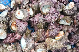 感謝価格！期間限定　おじいさん漁師のど根性サザエ　1kg〜