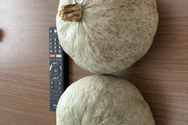 かぼちゃ　雪化粧　約4キロ