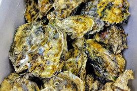 【今が旬！身入り◎】京丹後・久美浜産　殻付き牡蠣［加熱用］たっぷり大容量　6kg（60~85個前後）