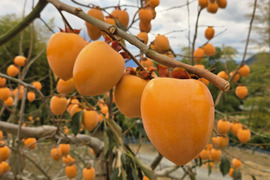 ★干し柿用　秀品！！　大サイズ　40～45個　正味10kg～　愛宕柿　枝つき　慣行栽培品　渋柿