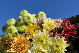 【年末年始限定】新年に華やかな菊（マム）を！おまかせ10本セット（40ｃｍ）