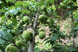 熊本産自然栽培20年の青梅1〜5Kg