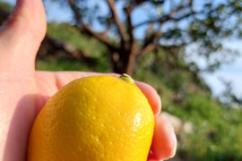 段々畑のレモン【小玉】5kg（箱込）