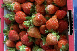 お買い得♪ジャム用いちご（ゆうべに）2kg