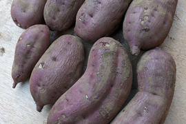 《栽培期間中農薬・化学肥料不使用＆訳あり・大きさ様々！》しっとり食感サツマイモ『紅はるか』（5㎏）