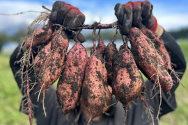 熊本県産オーガニック安納芋(箱込み５㎏)【自家採種を続けている箱入り娘】焼き芋、お菓子作りにも！