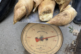 【春限定】京都・長岡京産”白子タケノコ”【4Kg】