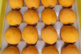 とれたて！【なつたより】特大サイズ