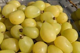 粒でも美味しいシャインマスカット粒パック1kg