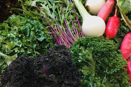 Kele, Leaf Lettuce and Fresh Veggie set (Size 80) ケールとリーフレタスのセット