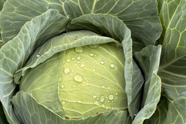 【もぎたて】甘みたっぷり兵庫県産新鮮野菜キャベツをお届け(3玉入)