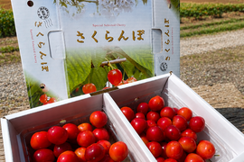 【紅秀峰】さくらんぼ 山形県東根産 1kg 　Ｌ.2L バラ詰め