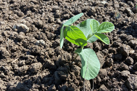 【期間限定でおまけ付き】枝豆【湯あがり娘】朝採れ新鮮枝付き　１kg「数量限定予約受付中」豆の風味と旨味が他の品種に比べて桁違いに美味しい！８月から順次発送