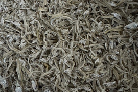 自然の塩風味ちりめん　５００ｇ　塩なし