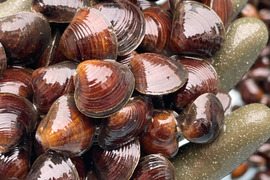 【父の日ギフト】活しじみ3kg  厚みが15mm以下の小サイズで味噌汁におすすめ！知る人ぞ知る十三湖産　今だけお得な価格です！！