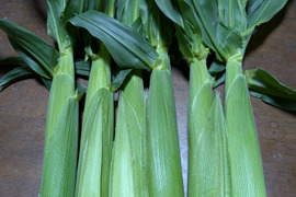 ヤングコーン70本(広島中国地方方面）