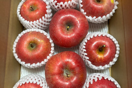 農家直送　家庭用サンふじりんご３kg（約９玉）