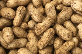 おおまさり生落花生2kg (数量限定)※農薬化学肥料不使用