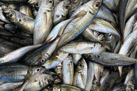 三陸産　小〜中アジ　真空冷凍　1kg 入り
真空冷凍