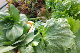 福袋、野菜セット