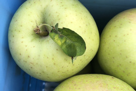 令和5年産予約🍏パリパリ王林🍏 家庭用　3キロ9～12玉 青森りんご  商品ID118229
