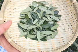 【メール便】オリーブの葉200枚🌿【自然栽培】オリーブの生葉 （葉っぱ部のみのページです。葉の数で200枚程です（写真１枚目））※枝はついておりません ☆オリーブ茶 オリーブティー ハーブティー