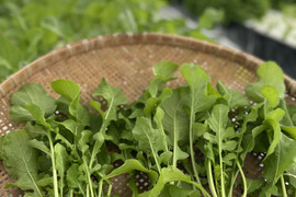 【千葉県キャンペーン限定】ルッコラ200gサラダで大活躍‼️アクアポニックス野菜🐟