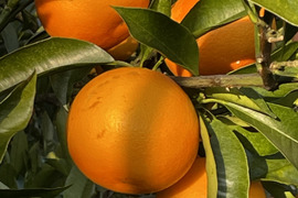ブラッドオレンジ　タロッコ５キログラム