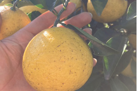 鹿児島県産「日向夏」家庭用箱込み2㎏