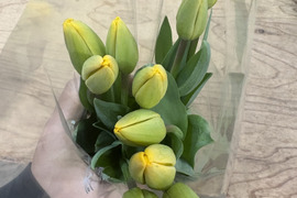 【期間限定】日持ち処理済！新潟の『チューリップ』切花（黄色）20本