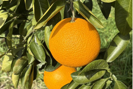 【特別栽培】和歌山県産【極ウマ】　紅八朔(5kg)