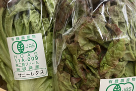 今だけ！箱いっぱいサニーレタスセット（有機JAS認証取得）