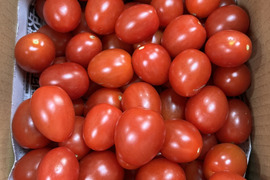 訳ありアイコ1kg箱(A品)ヘタ無し、傷あり。美味しい＋満足‼︎おすすめアイコ